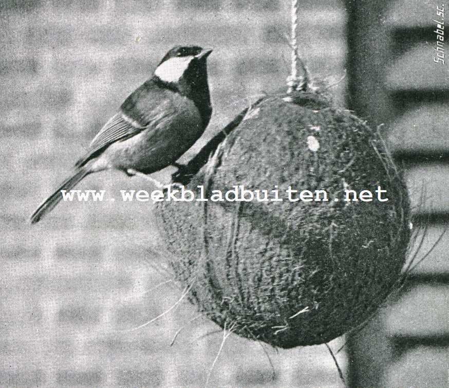 Bij de meezen. Koolmees aan z'n winter dejeuner