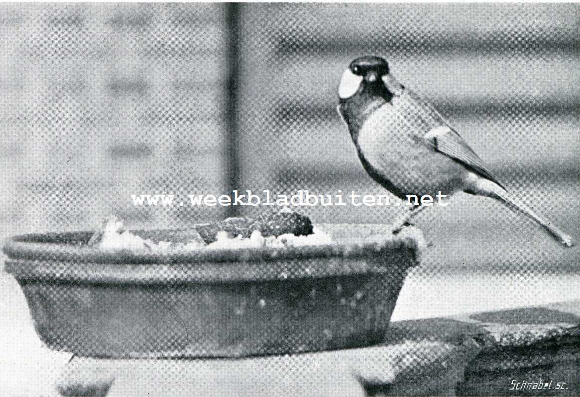Bij de meezen. Koolmees op een voederbakje