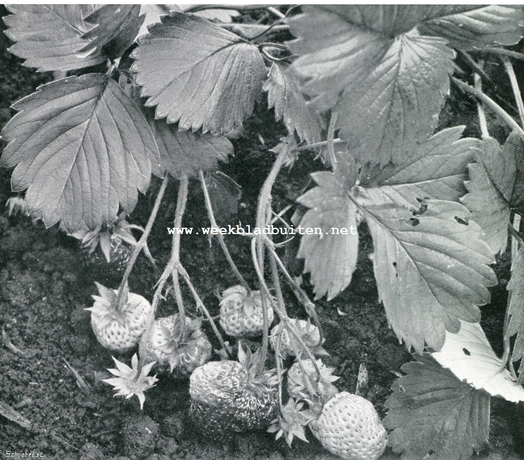Aardbeien. Laxton's Noble, de beste soort voor den handel