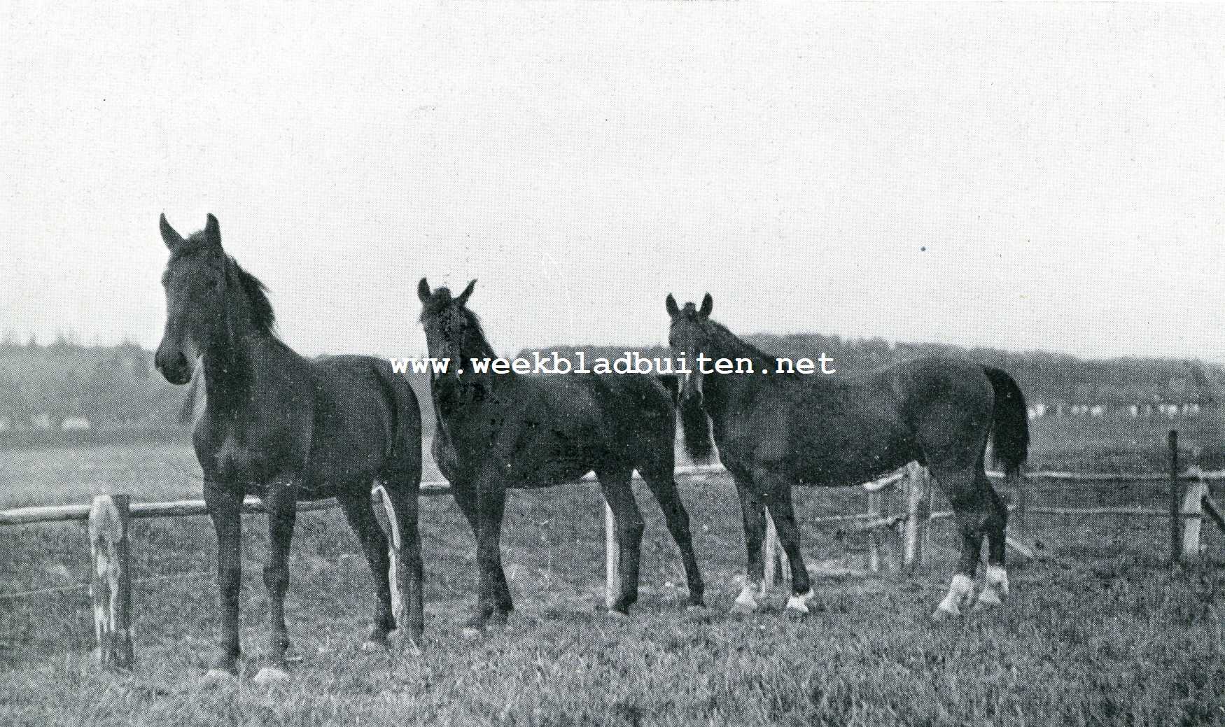 Modelboerderij 