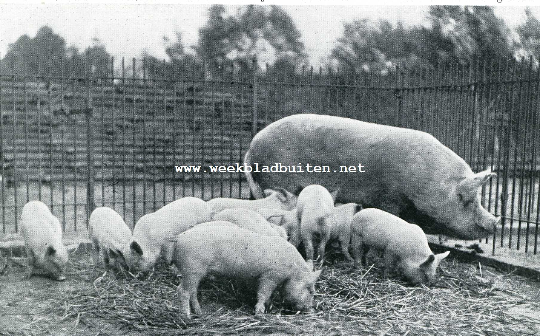 Modelboerderij 