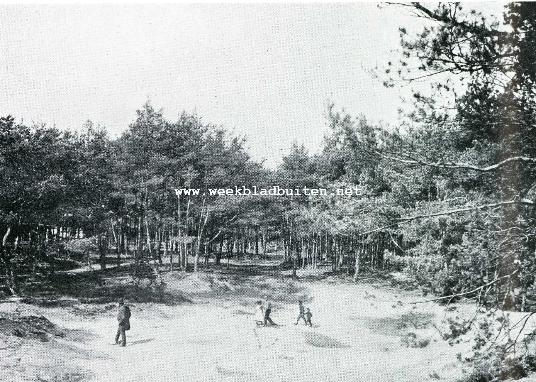 Nunspeet op de Veluwe. Hier en daar eene kleine opene zandvlakte te midden van het geboomte, als een kleine zandwoestijn te midden eener oase