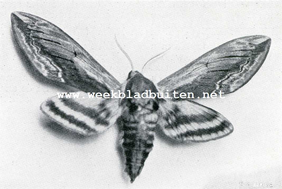 De Ligusterpijlstaart. Ligusterpijlstaart (Opgezet exemplaar)