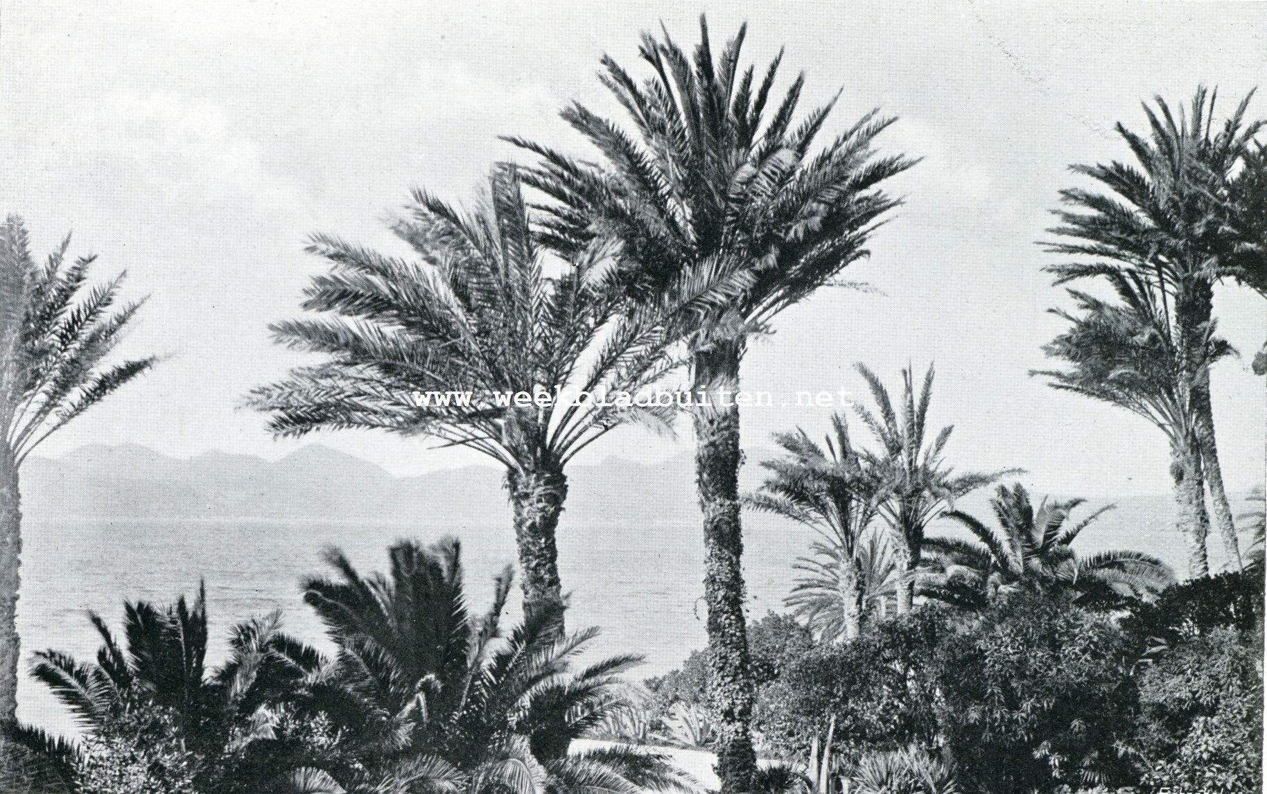 Auto-tocht Genua-Amsterdam. Cannes, gezicht vanuit het Hotel des Palmiers et des Princes