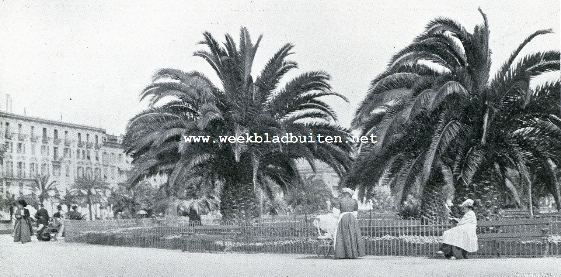 Auto-tocht Genua-Amsterdam. Palmentuin te Cannes