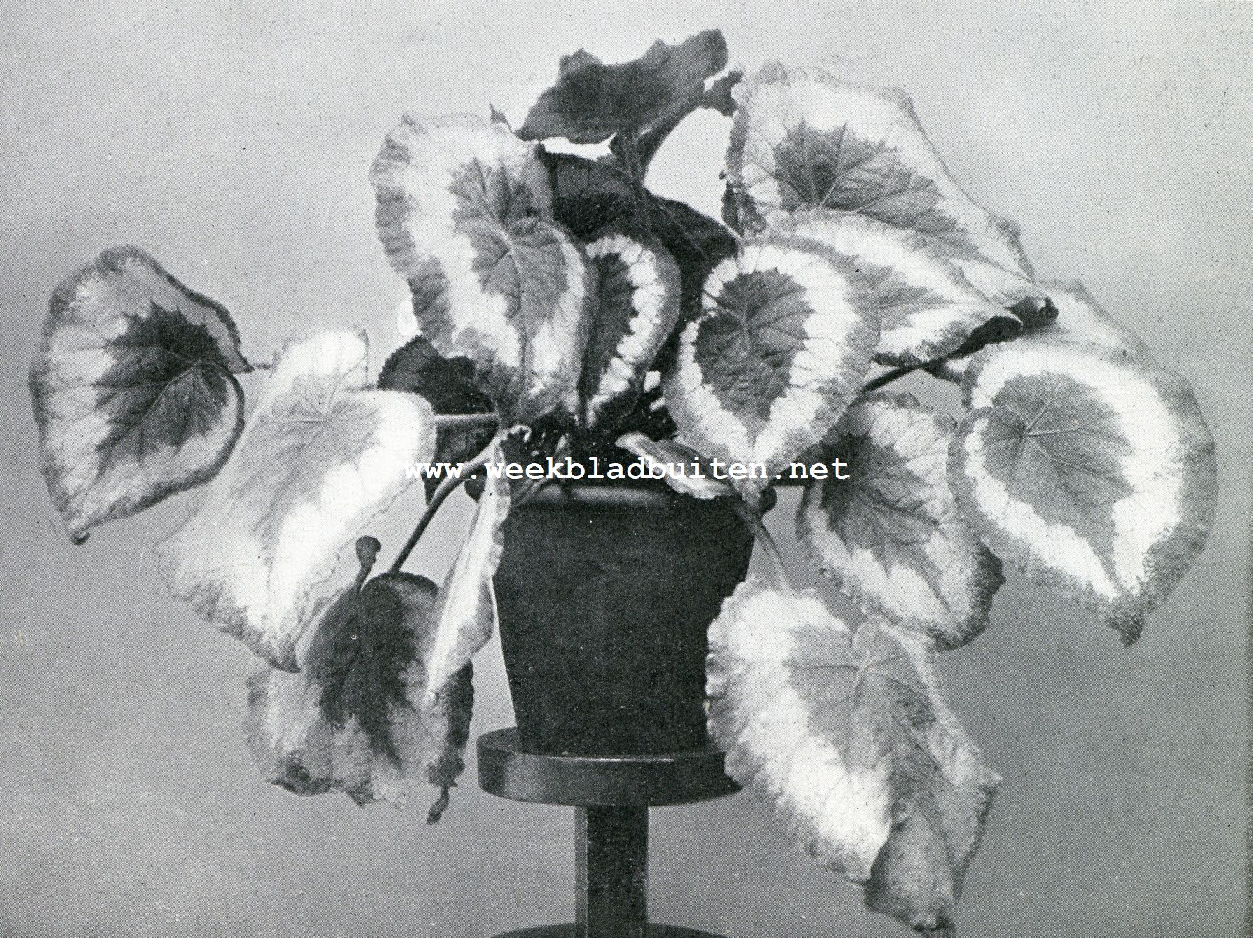Bladbegonia