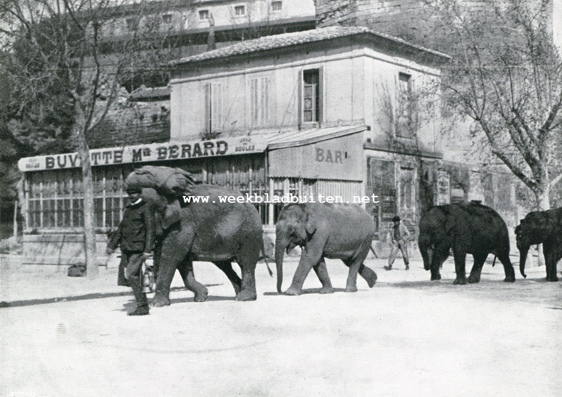 Auto-tocht Genua-Amsterdam. Olifanten uit een ron dreizend circus te Arles