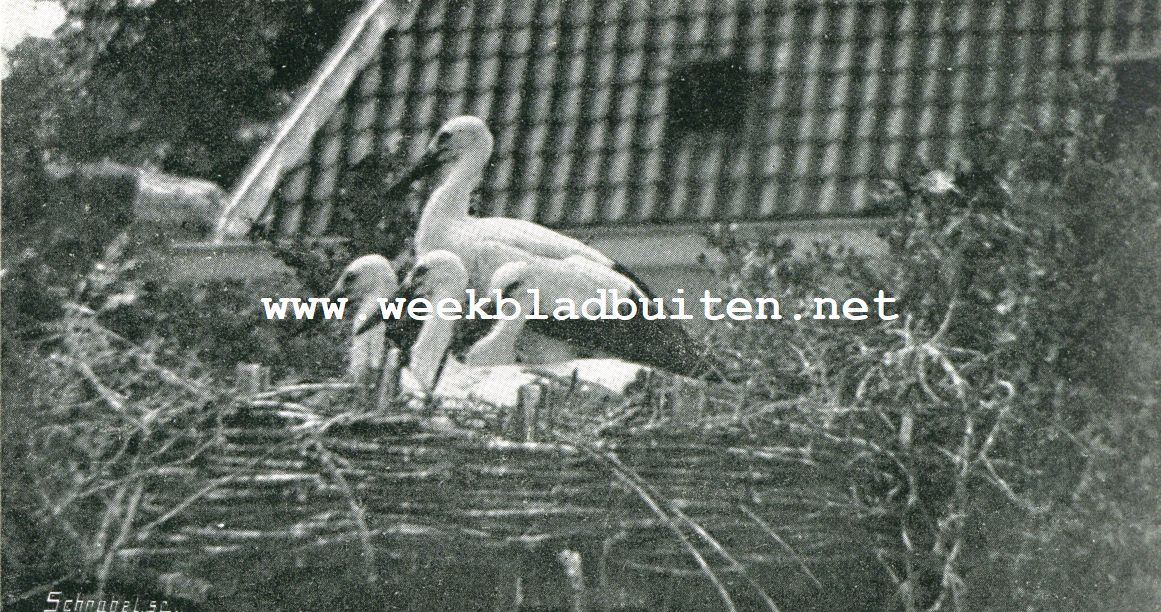 Een ooievaarsnest in de stad. De vier jongen in het nest liggend