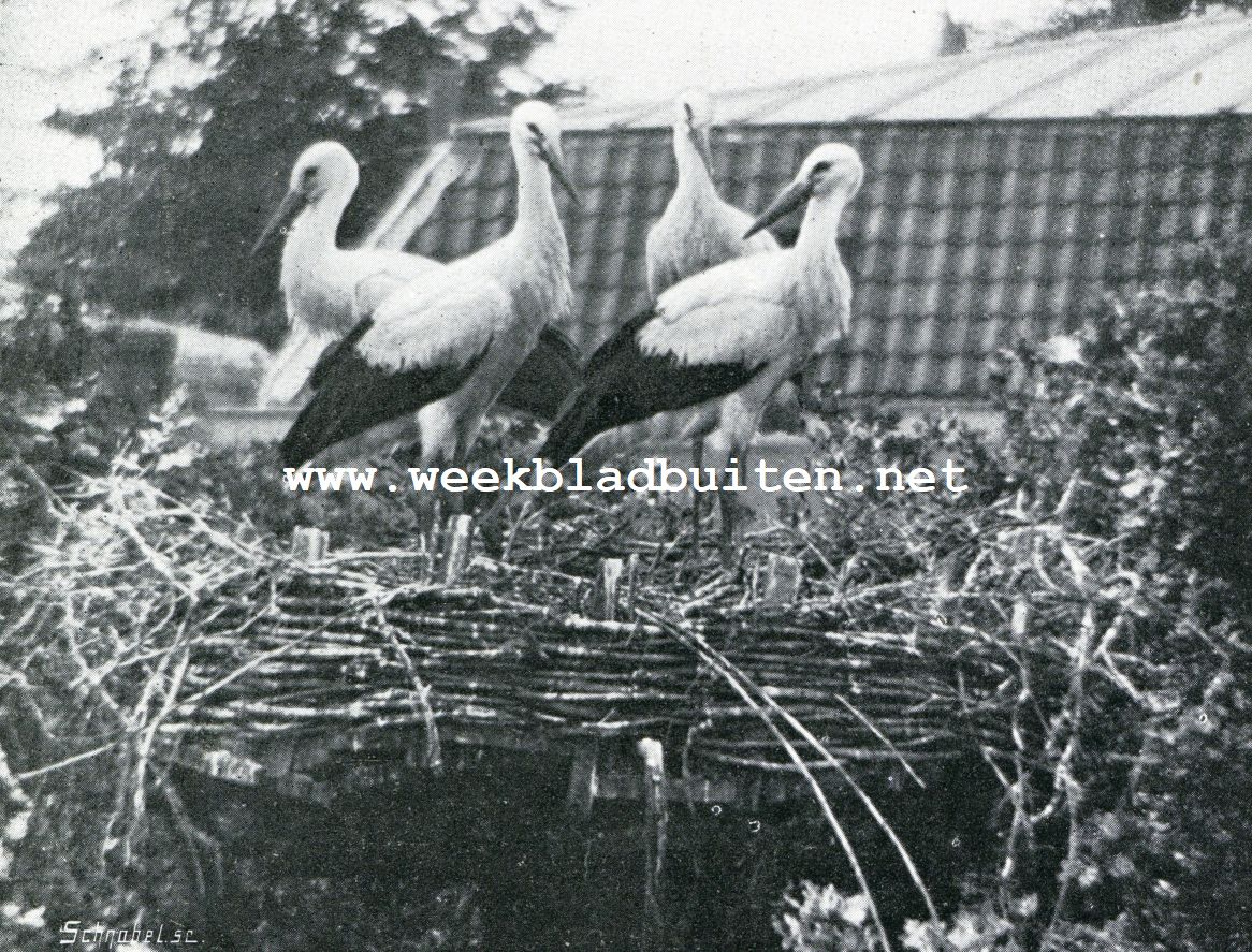 Een ooievaarsnest in de stad. De vier jongen, staande op het nest