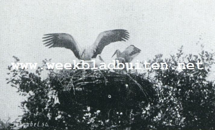 Een ooievaarsnest in de stad. De eerste vliegoefening