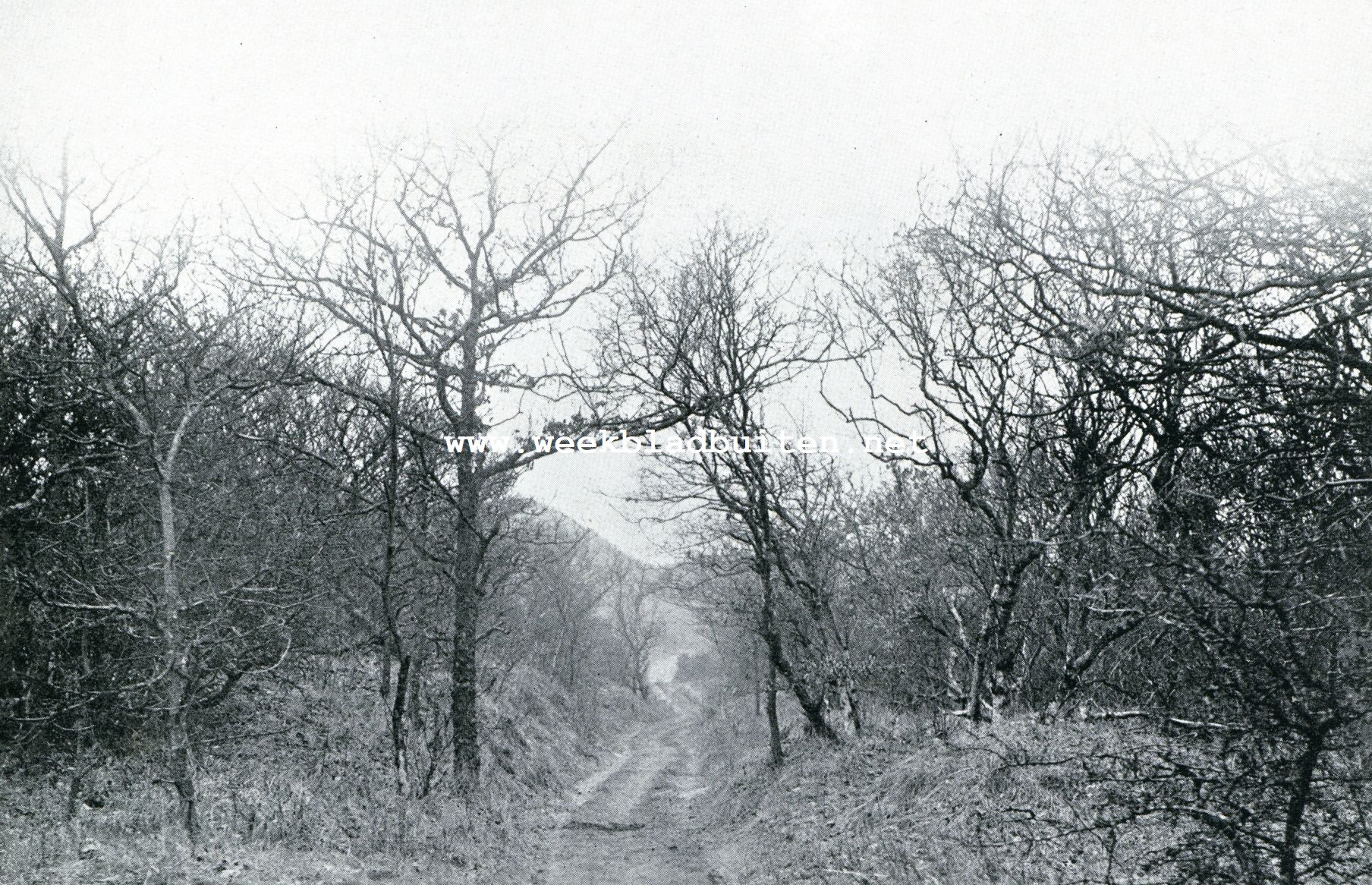 De Berger Duinen. Een der ingangen tot de Berger duinen