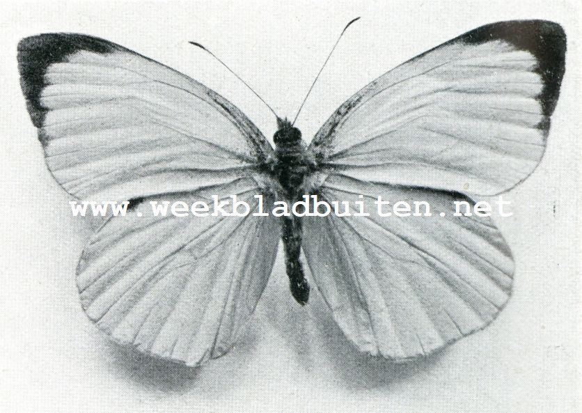 Witjes. (Pieridae). Groot koolwitje, mannetje