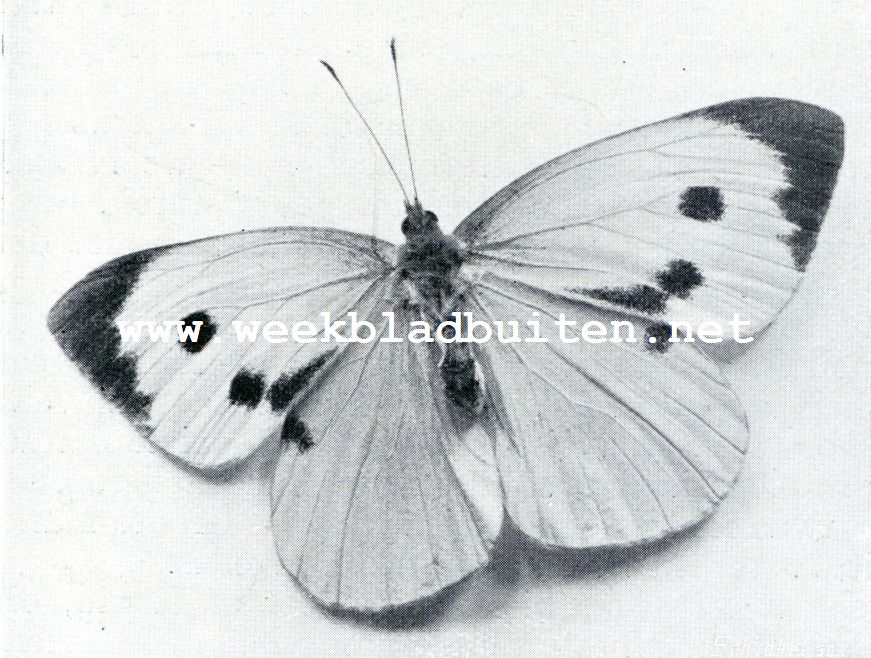 Witjes. (Pieridae). Groot koolwitje, vrouwtje