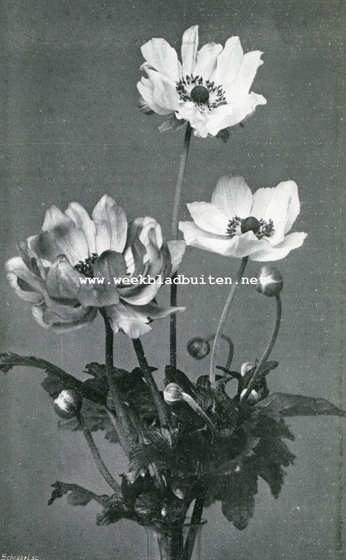 Drie verscheidenheden van Anemone Japonica