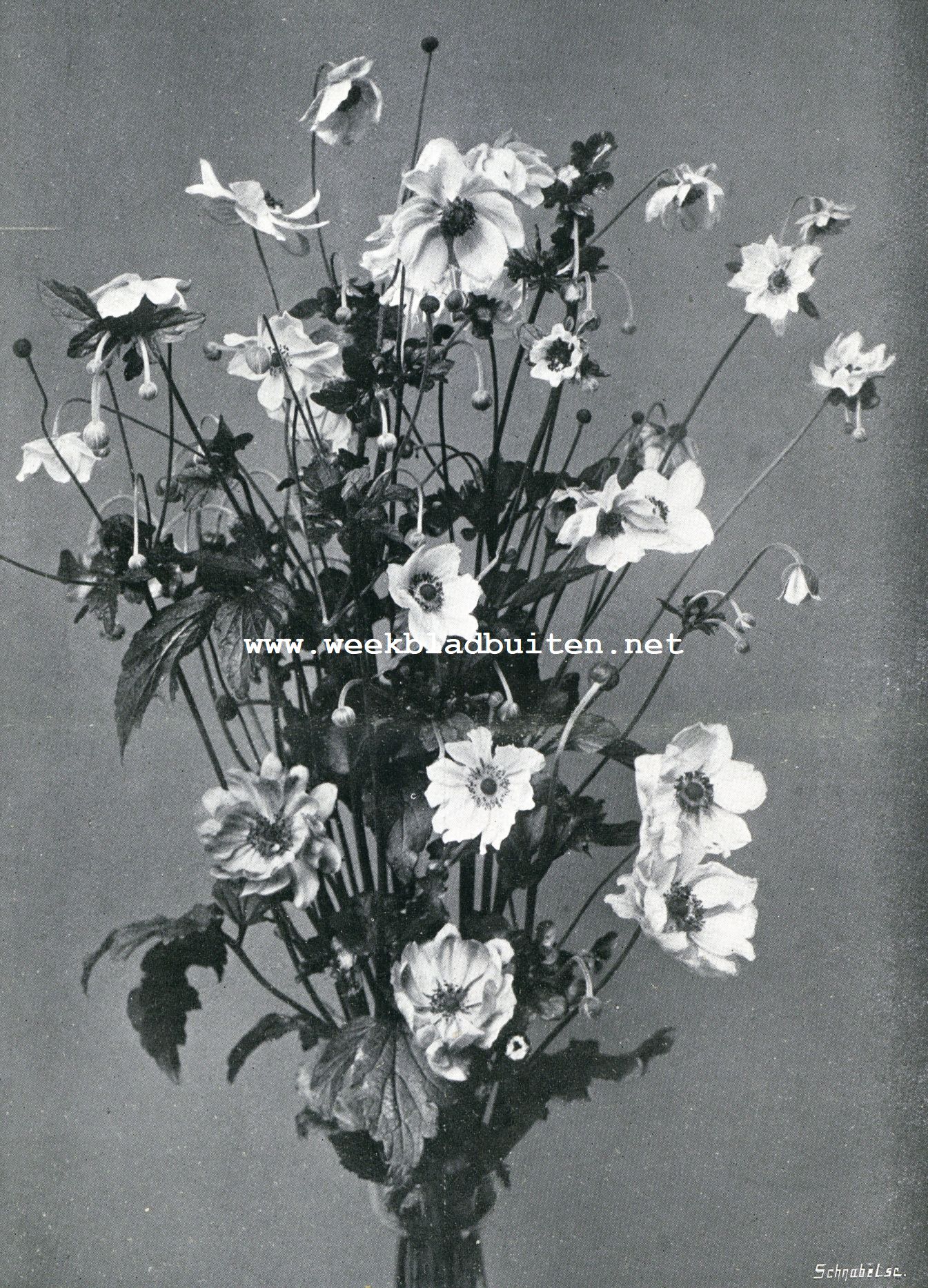 Bouquet van acht verscheidenheden van Anemone Japonica