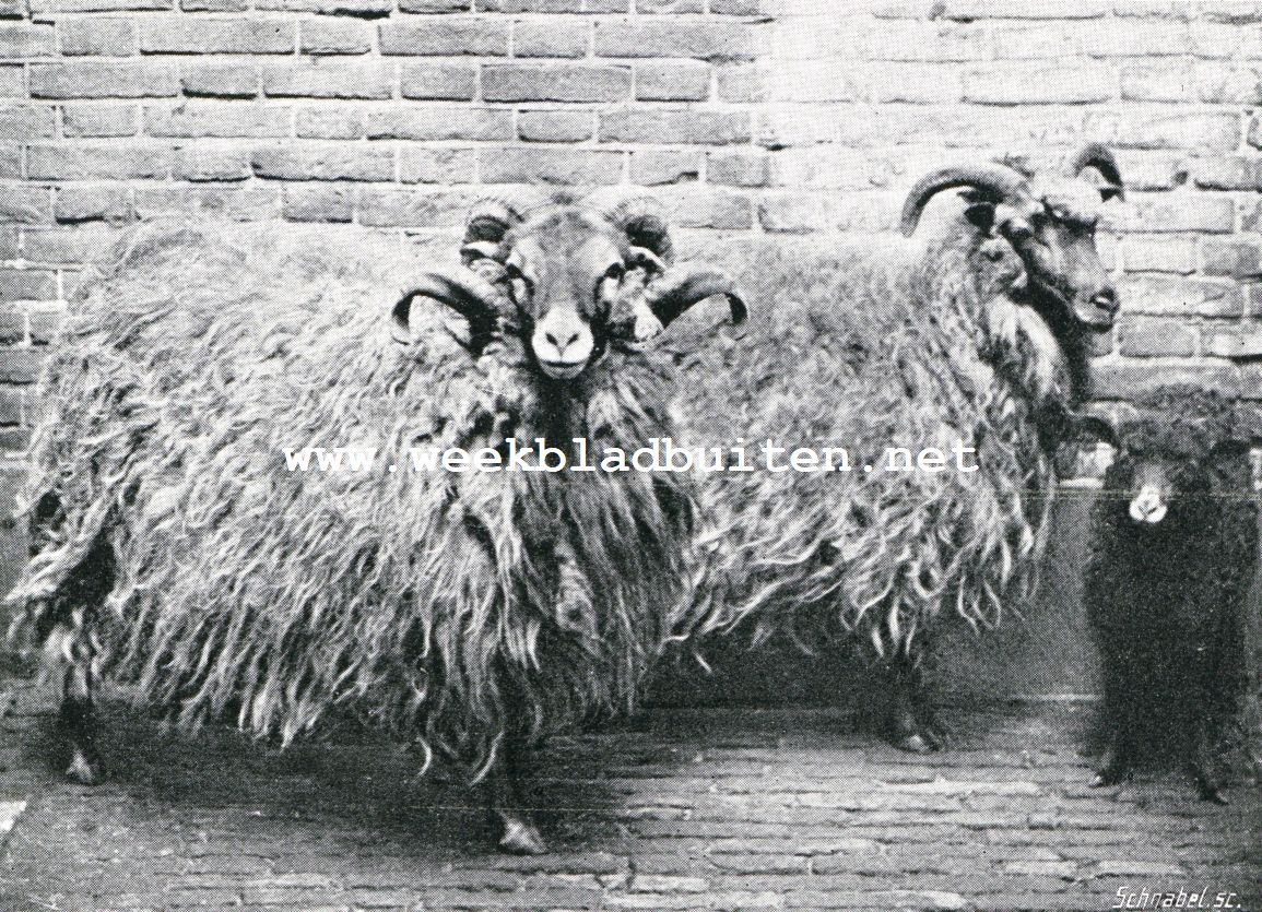 Schapenhouderij. Lunenburgsche schapen. (ram, ooi, lam). Eigenaars Gebr. Cornelissen, Arnhem