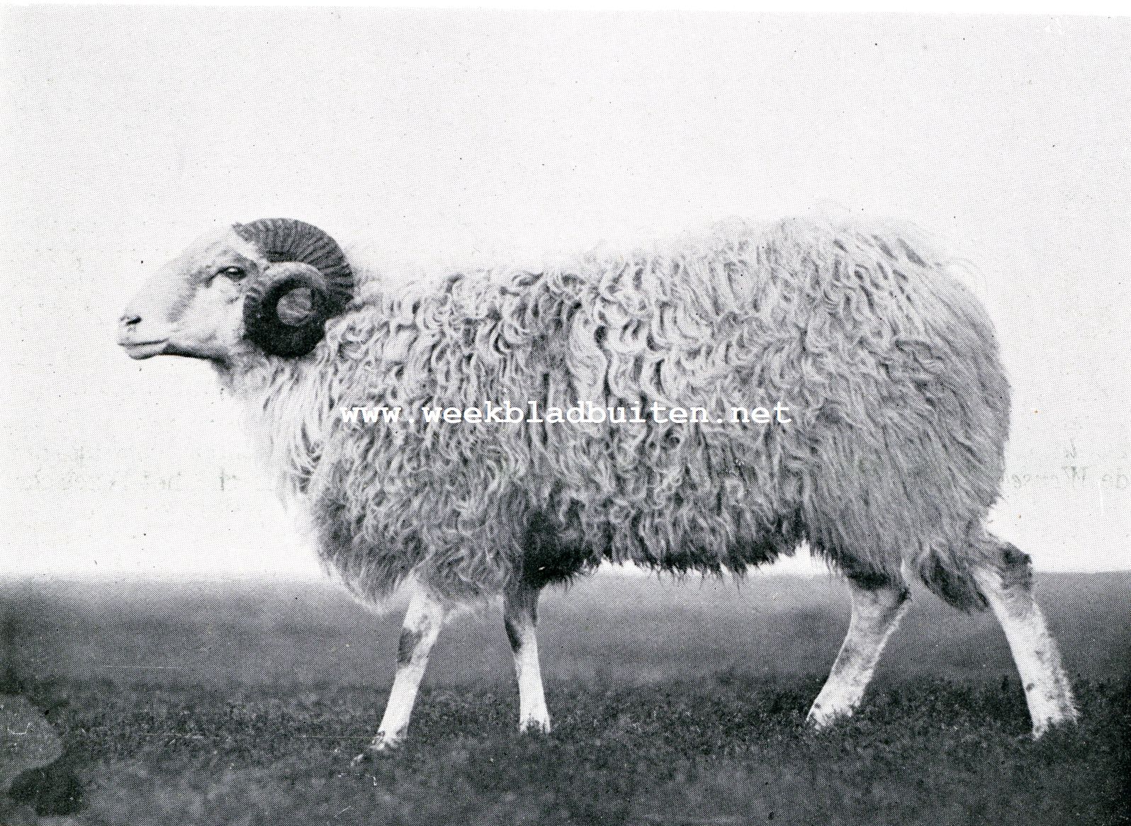 Schapenhouderij. Ram van het Drentsche Heideschaap