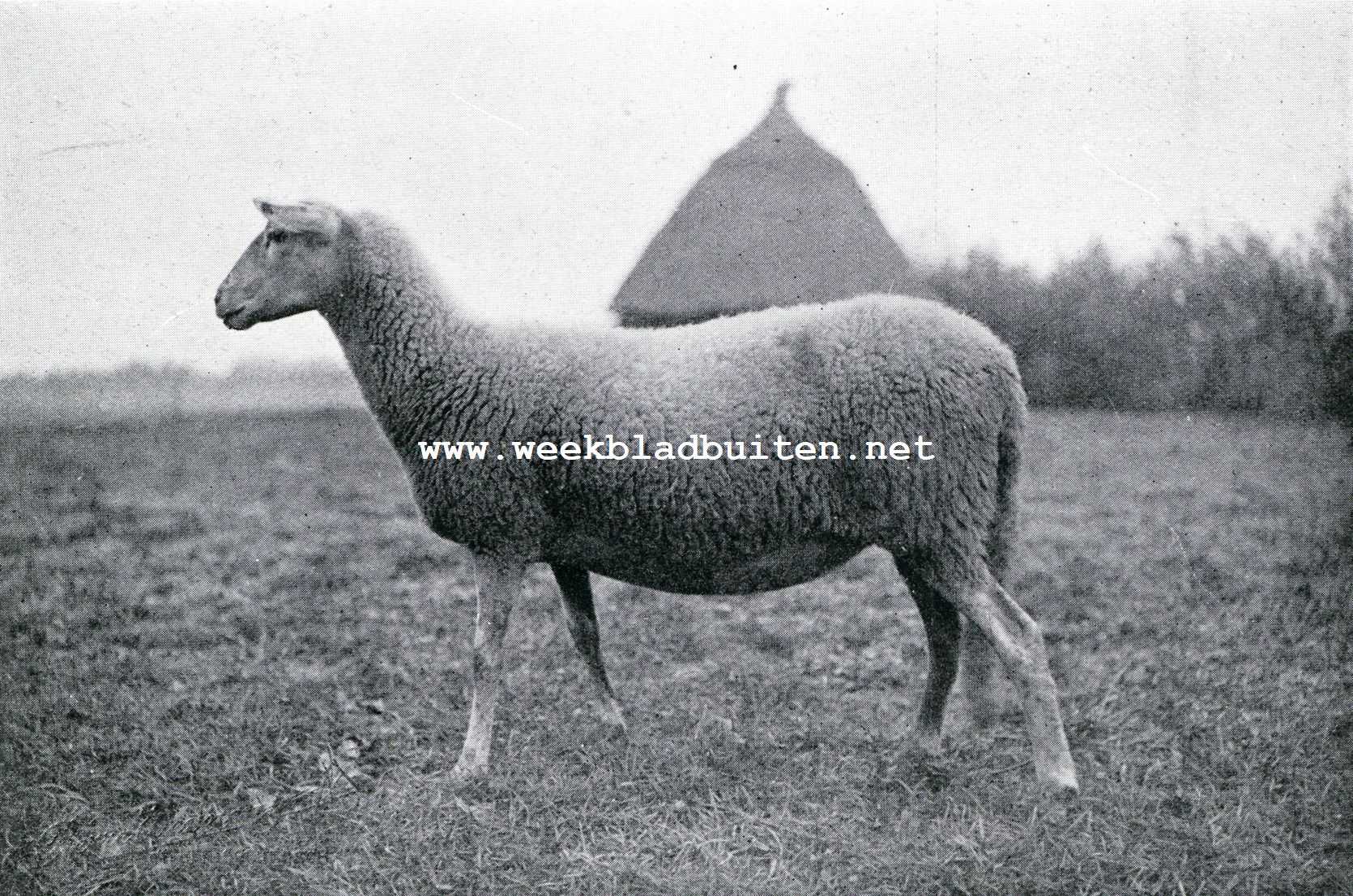 Schapenhouderij. Ooi van het Kempensche schaap