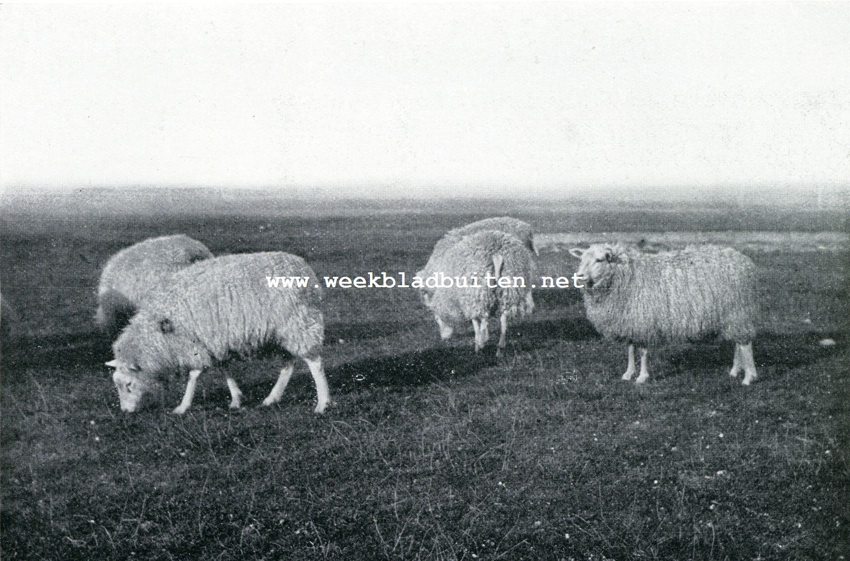 Schapenhouderij. Ooilammeren van Oud-Texelsch-ras