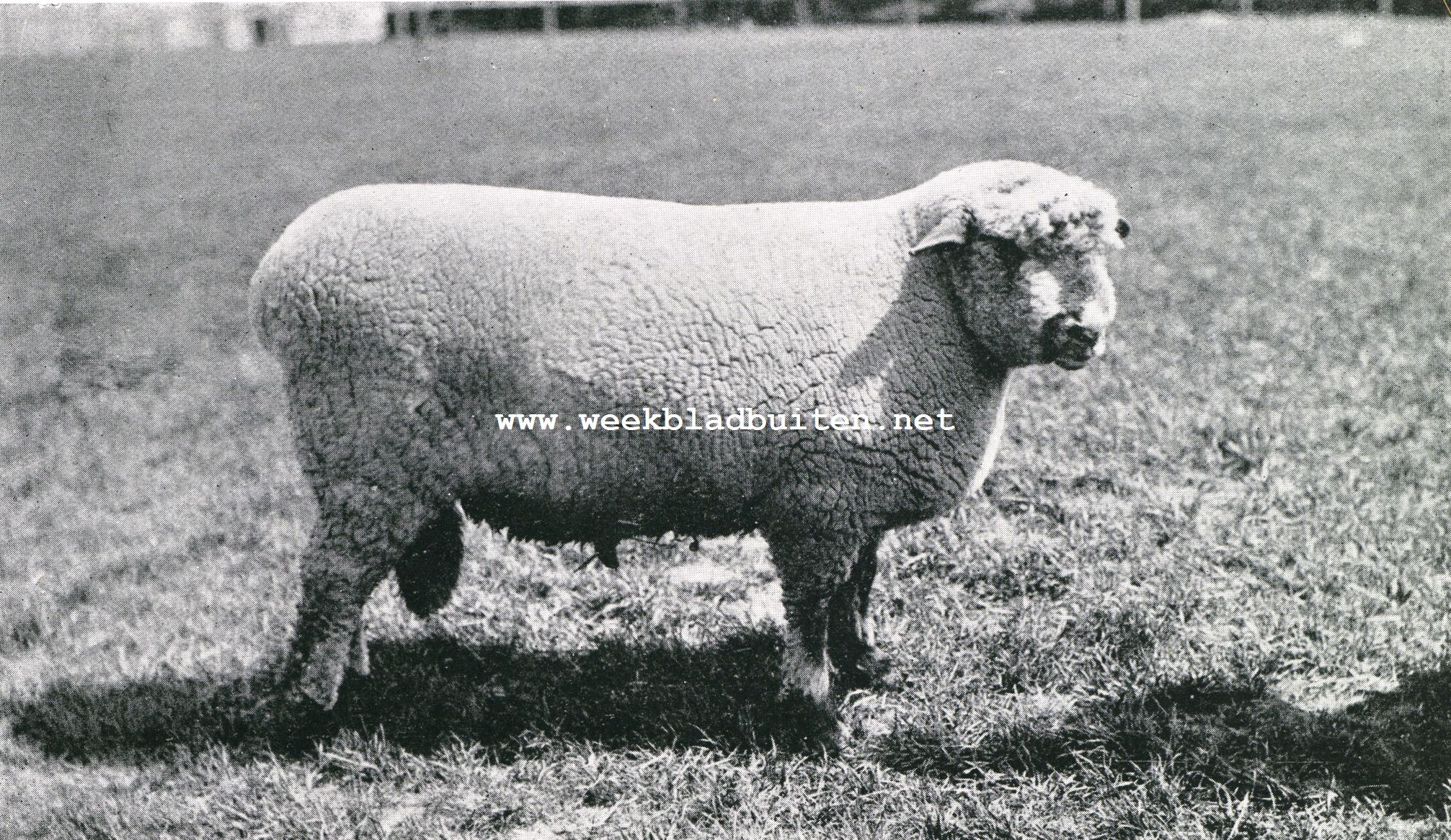 Schapenhouderij. Ram van het Oxforddown-ras