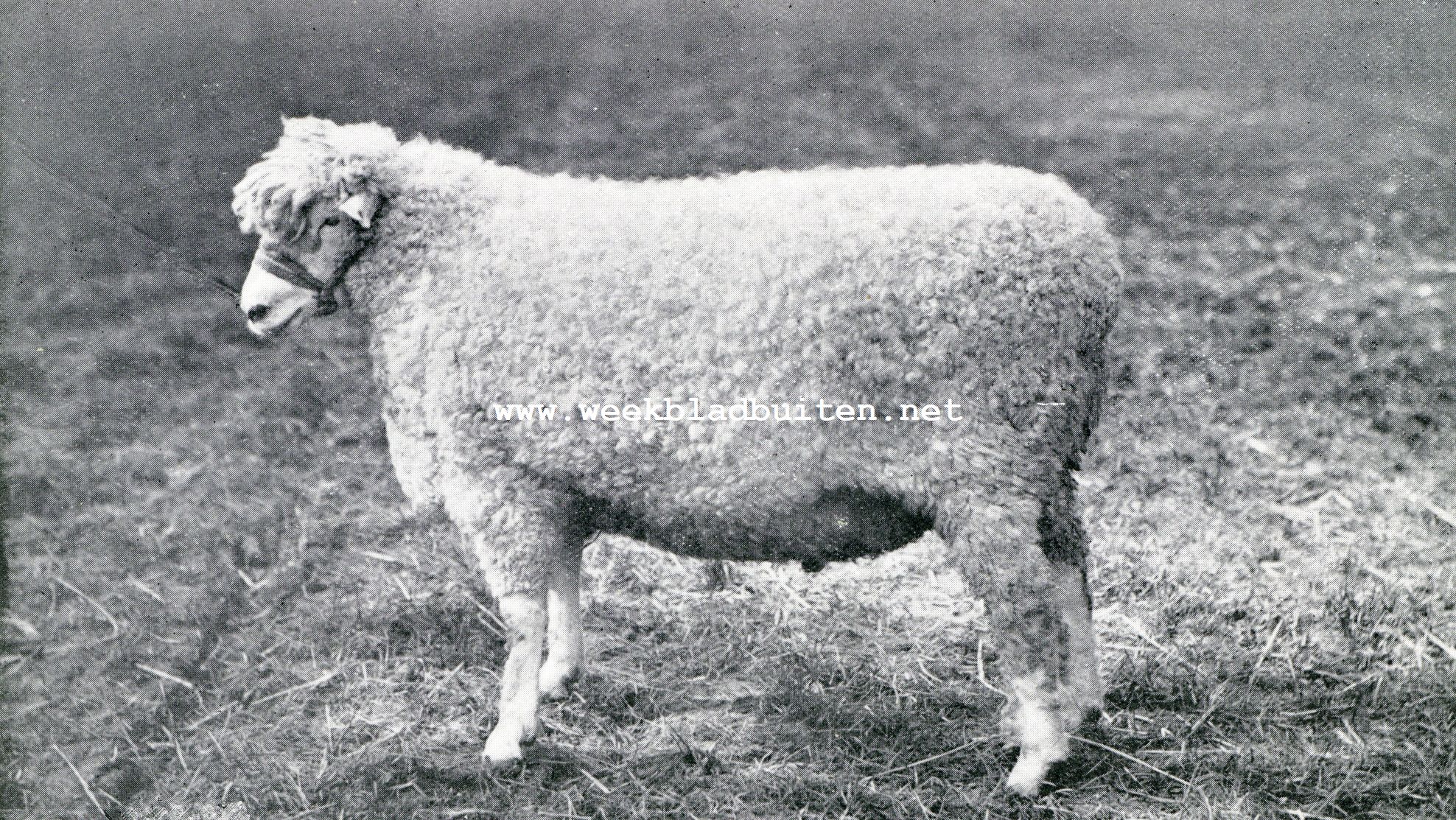 Schapenhouderij. Ram van het Cotswold-ras