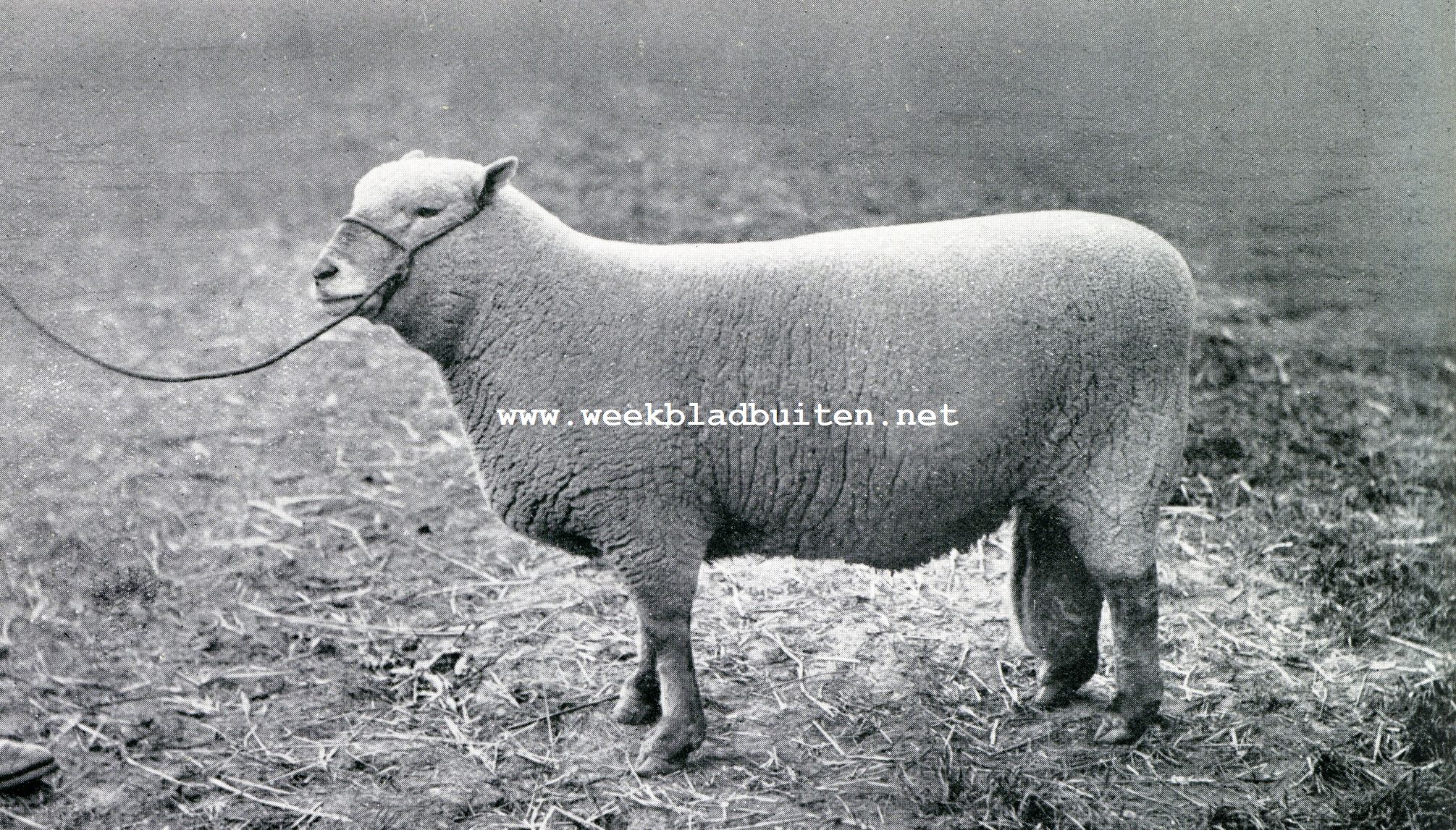 Schapenhouderij. Ram van het Southdown-ras