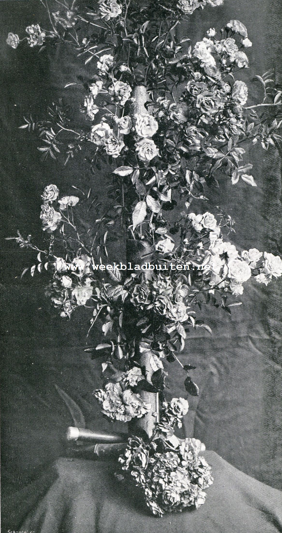 Een rozen-trio. Klimrozen