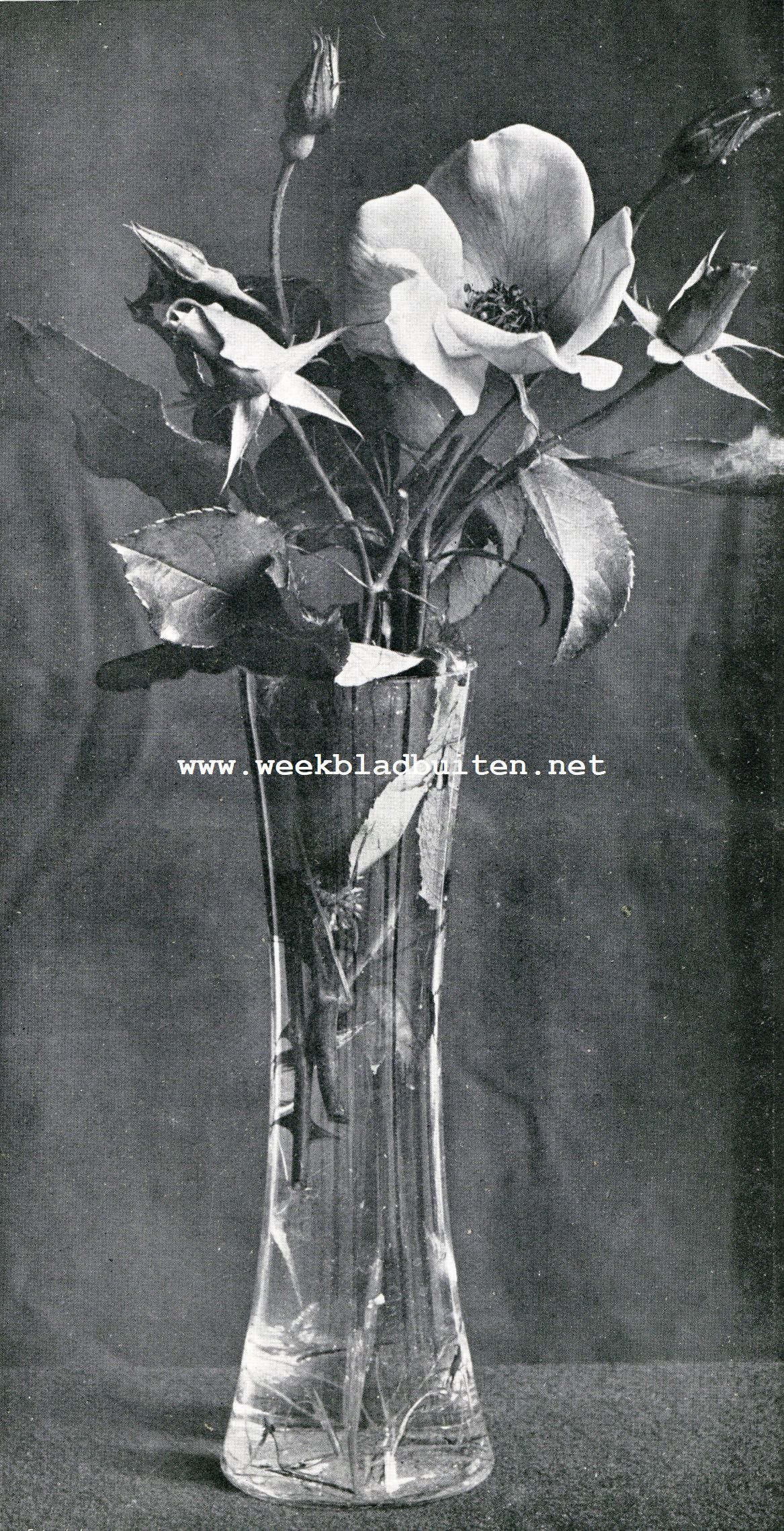 Een rozen-trio. Irish Elegance