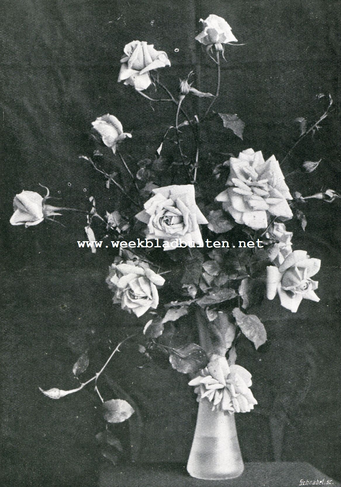 Een rozen-trio. Abel Chatenay