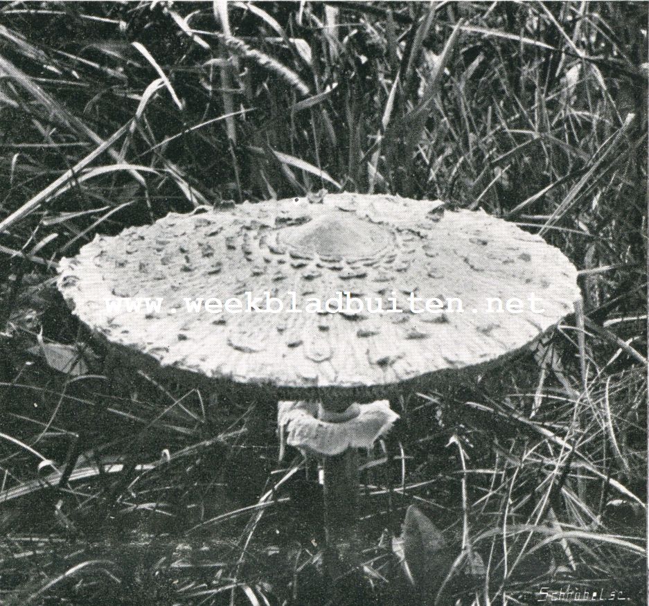 De aardappel-bovist (Scleroderma Vulgaris F. Dan.). De Parasolzwam