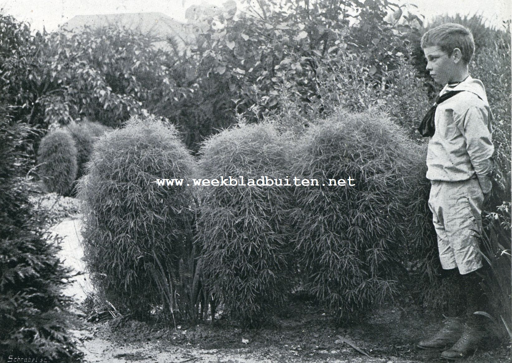 Kochia Trichophylla
