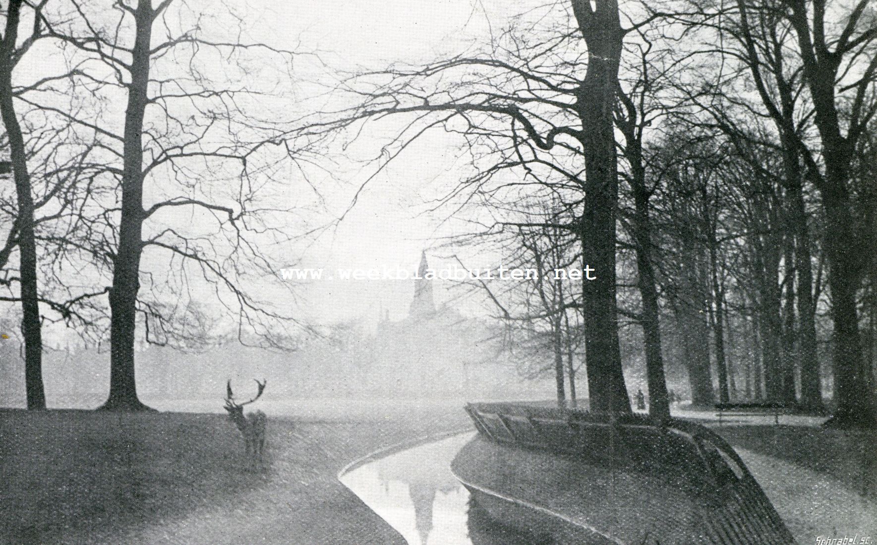Het Haagsche Bosch. De hertenkamp