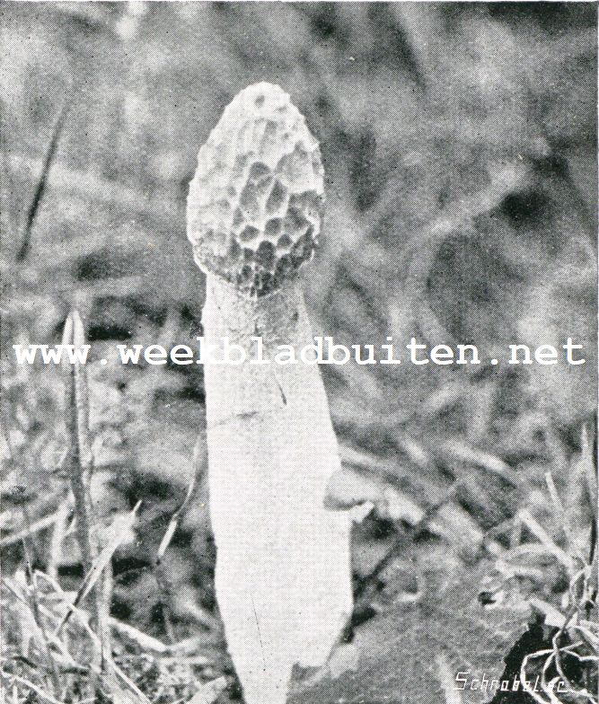 De Stinkzwam