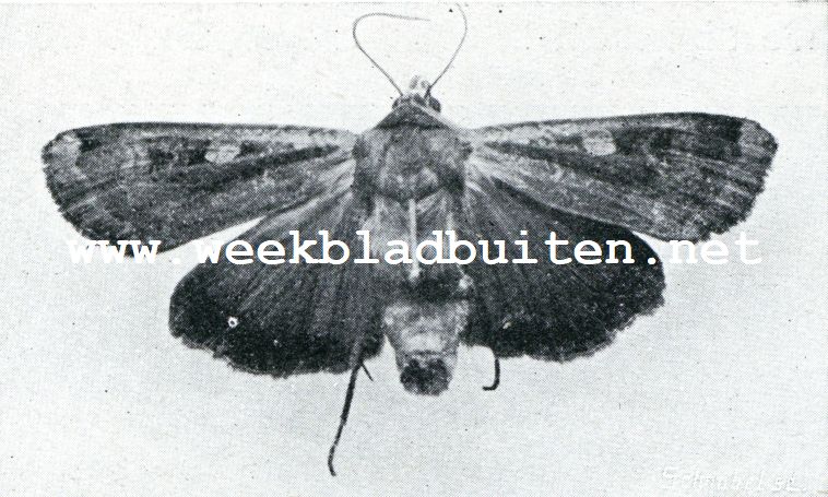 Vlinder van de aardrups