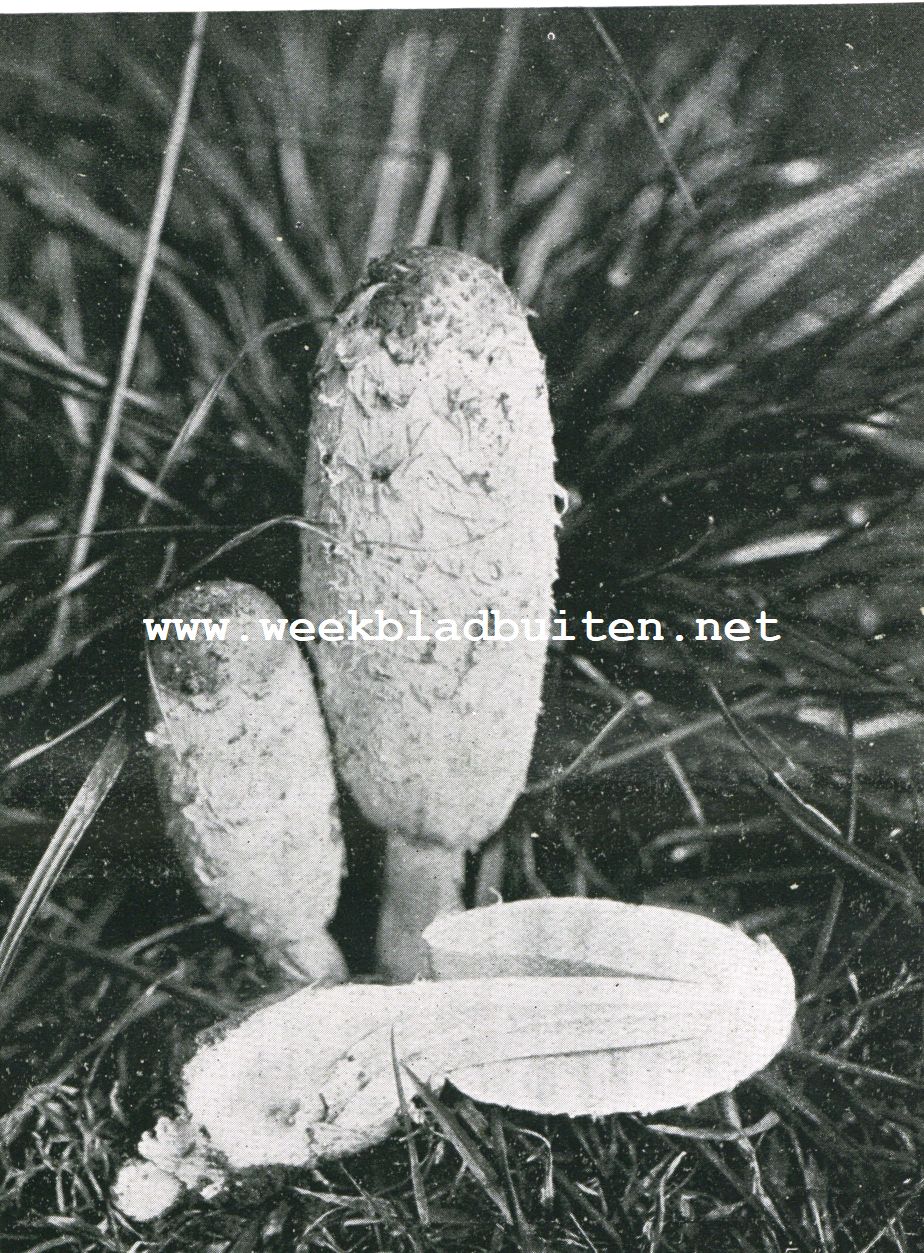 De Poselein-Inktzwam. (Coprinus Porcelanus Schaeff.) Jong exemplaar