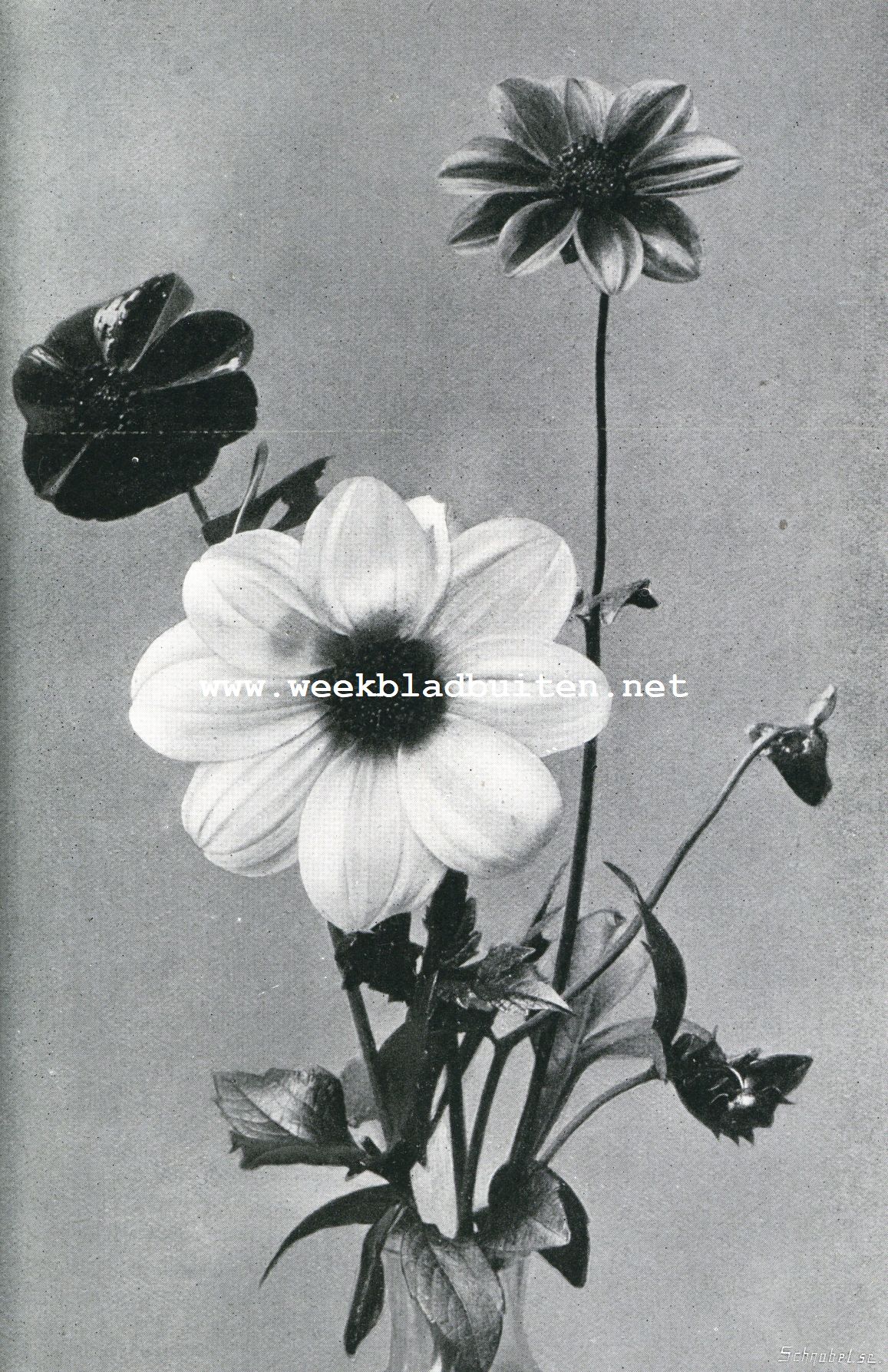 Oorspronkelijke Enkelbloemige  Dahlia