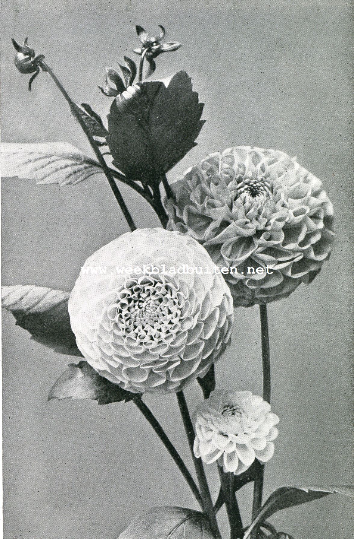 Ouderwetsche Pijpvormige Dahlia