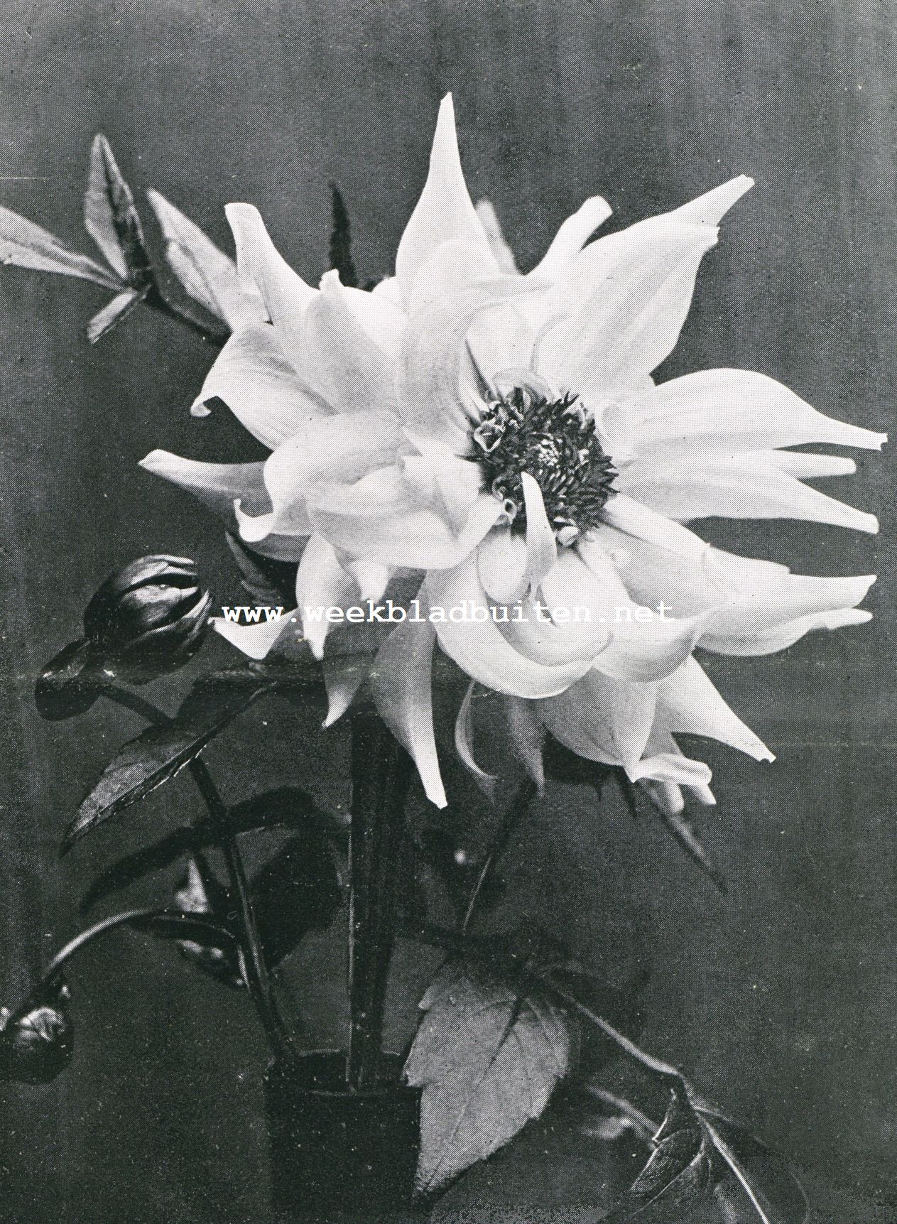 Moderne Pioen-Dahlia 