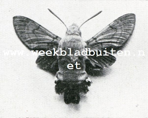 Enkele pijlstaarten of sphinxen (Sphingidae). Meekrapvlinder of Omrust