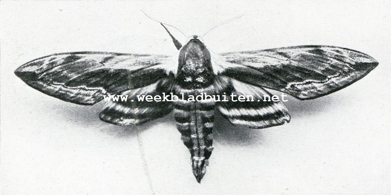 Enkele pijlstaarten of sphinxen (Sphingidae). Liguster Pijlstaart