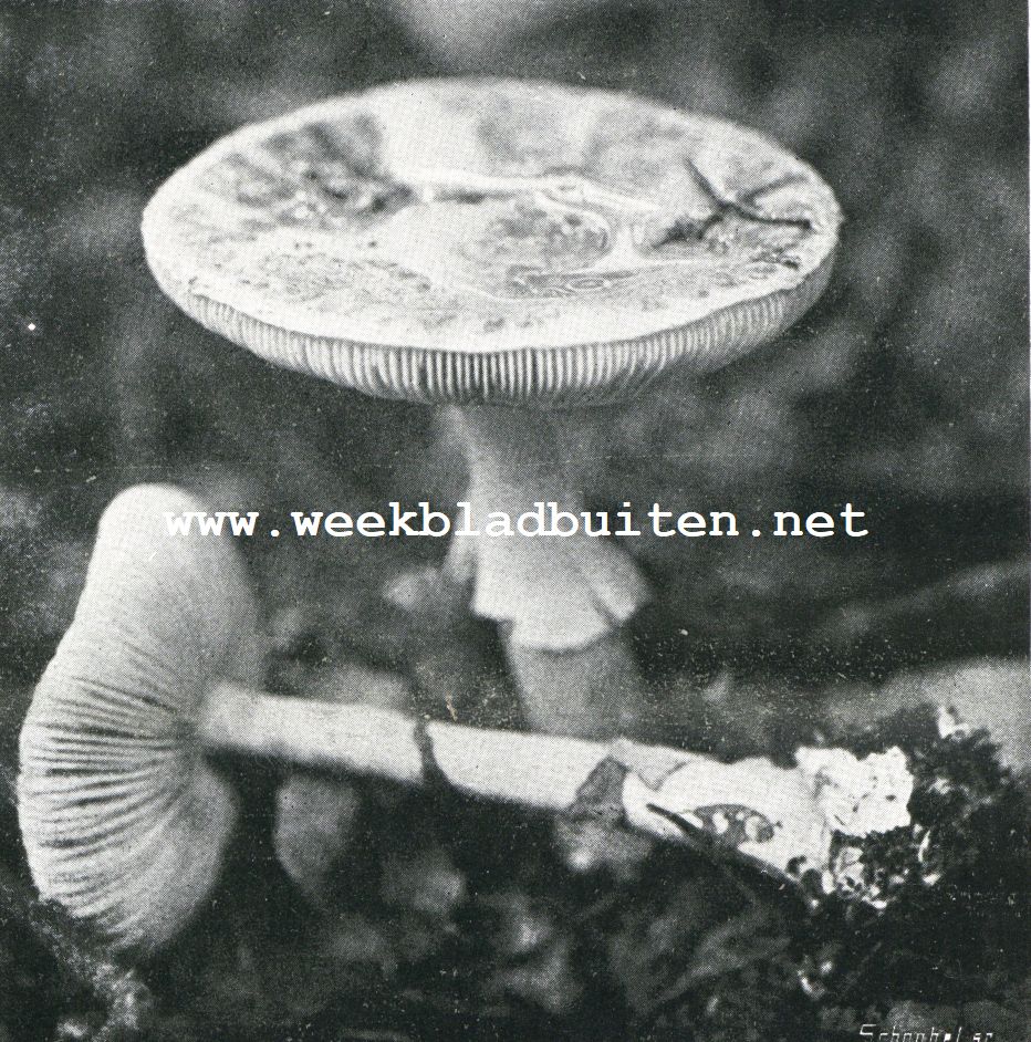 De Witte Giftzwam. Amanita Mappa, of Servet Amanita