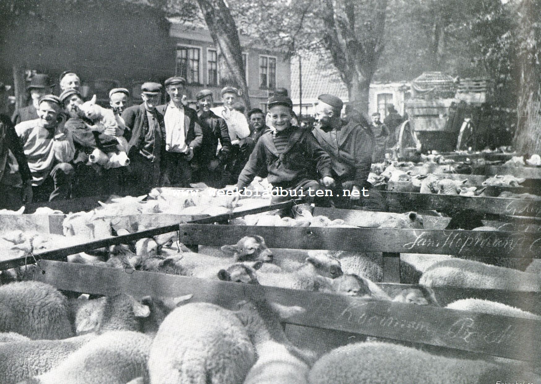 Texelsche schapen. Lammerenmarkt in Den Burg