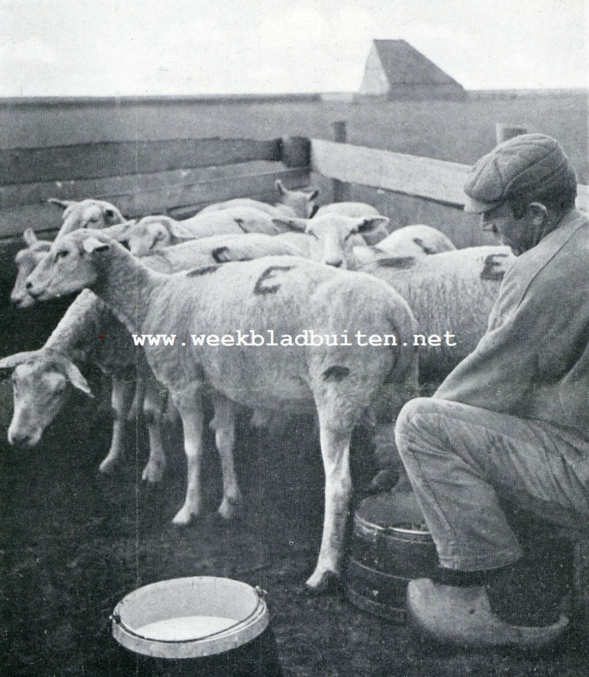 Texelsche schapen. Schapenmelken