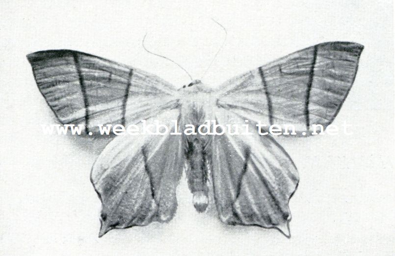 Vlietvlinder. Urapteryx Sambucaria