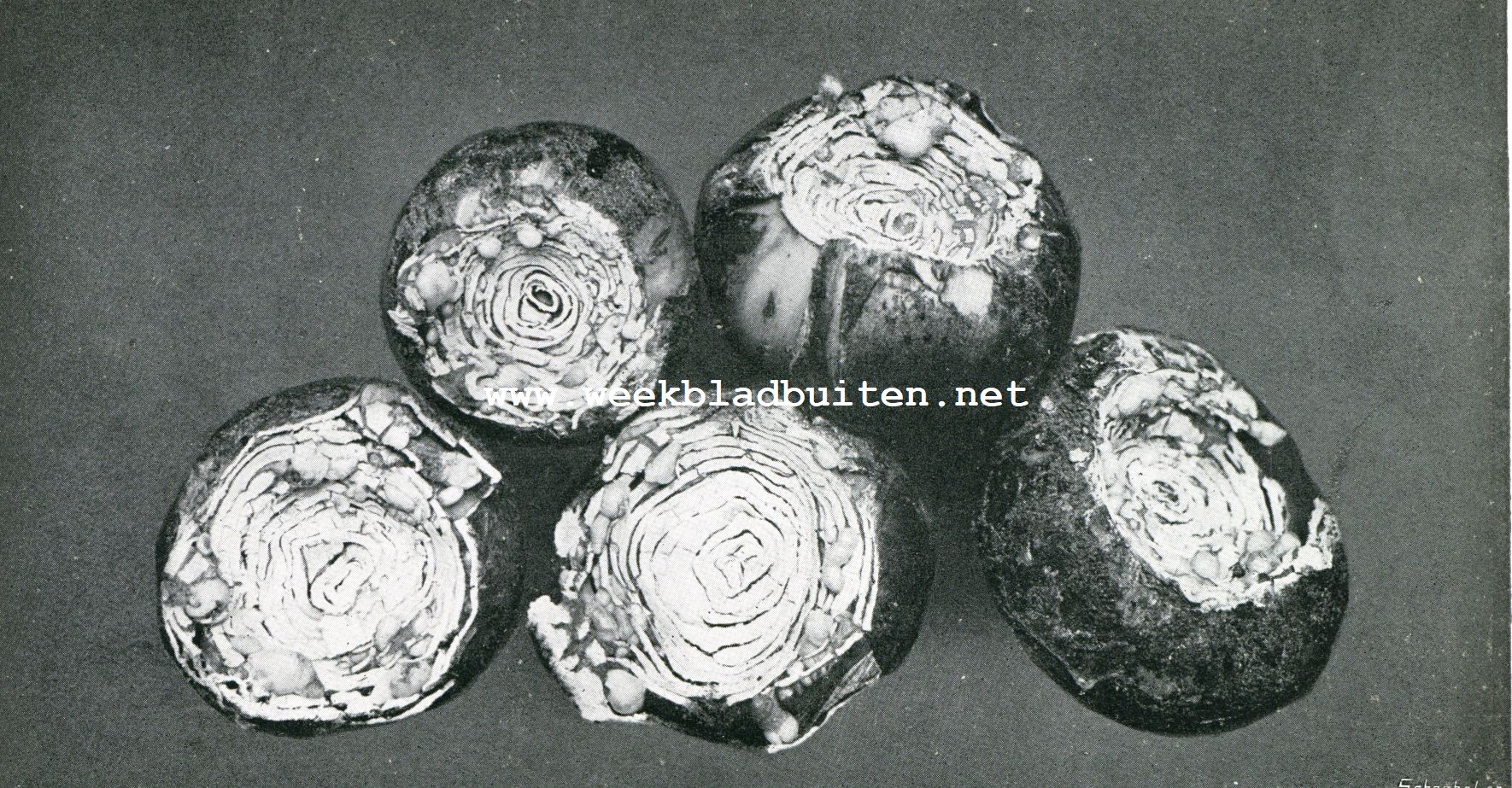 Herfst in het bloembollenland. Geholde bollen (eerste stadium)