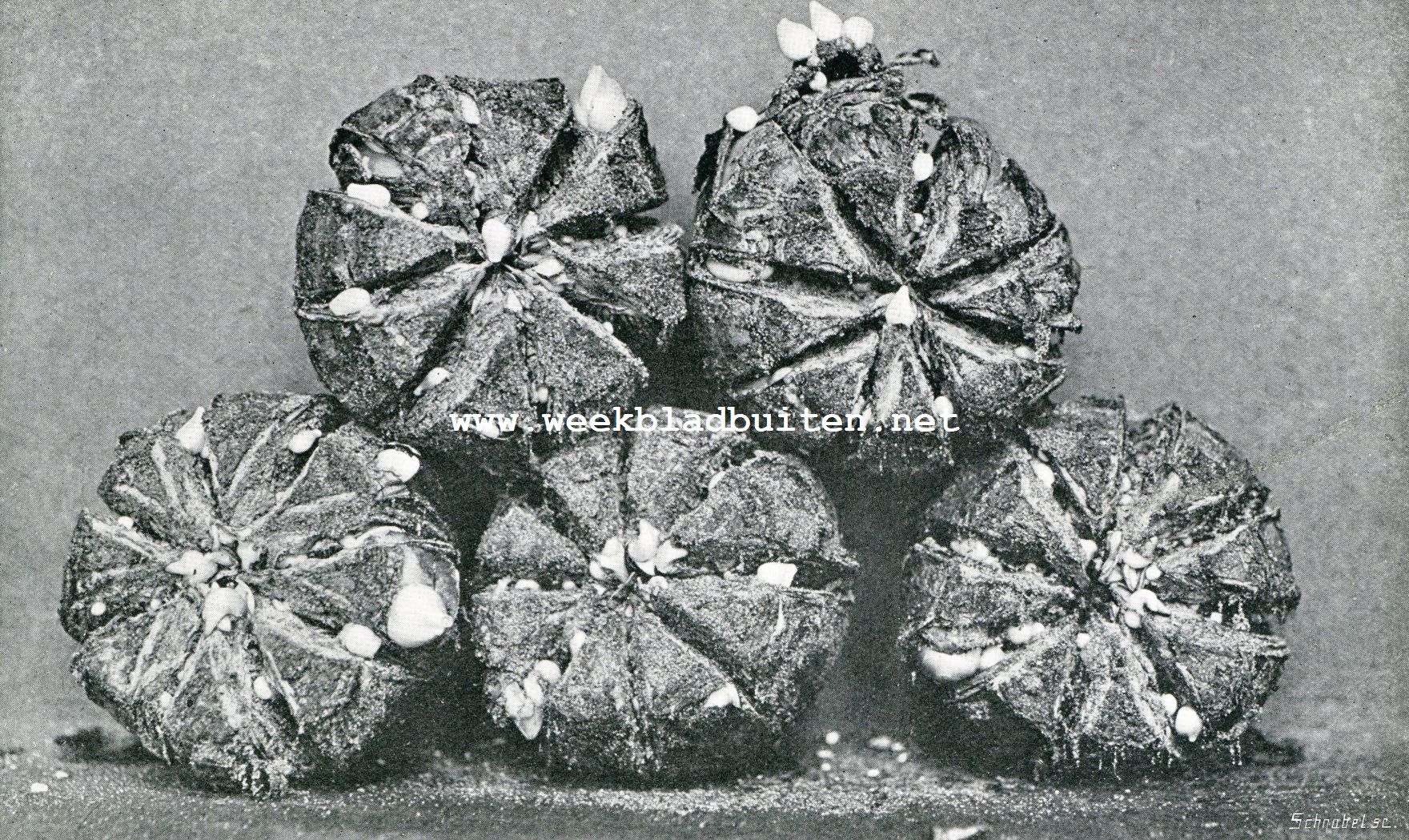 Herfst in het bloembollenland. Gesneden bollen (eerste stadium)