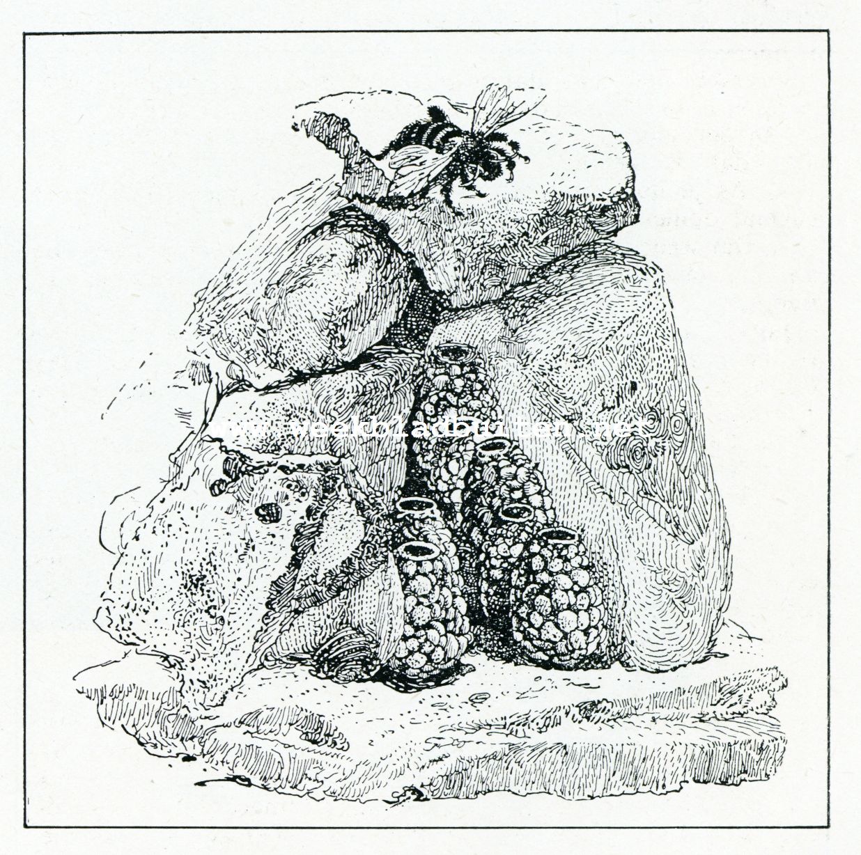 Op jacht van wilde bijen. Modder-kluitjes-cellen van een metselbij (Osmia) onder een hoop steenen gebouwd