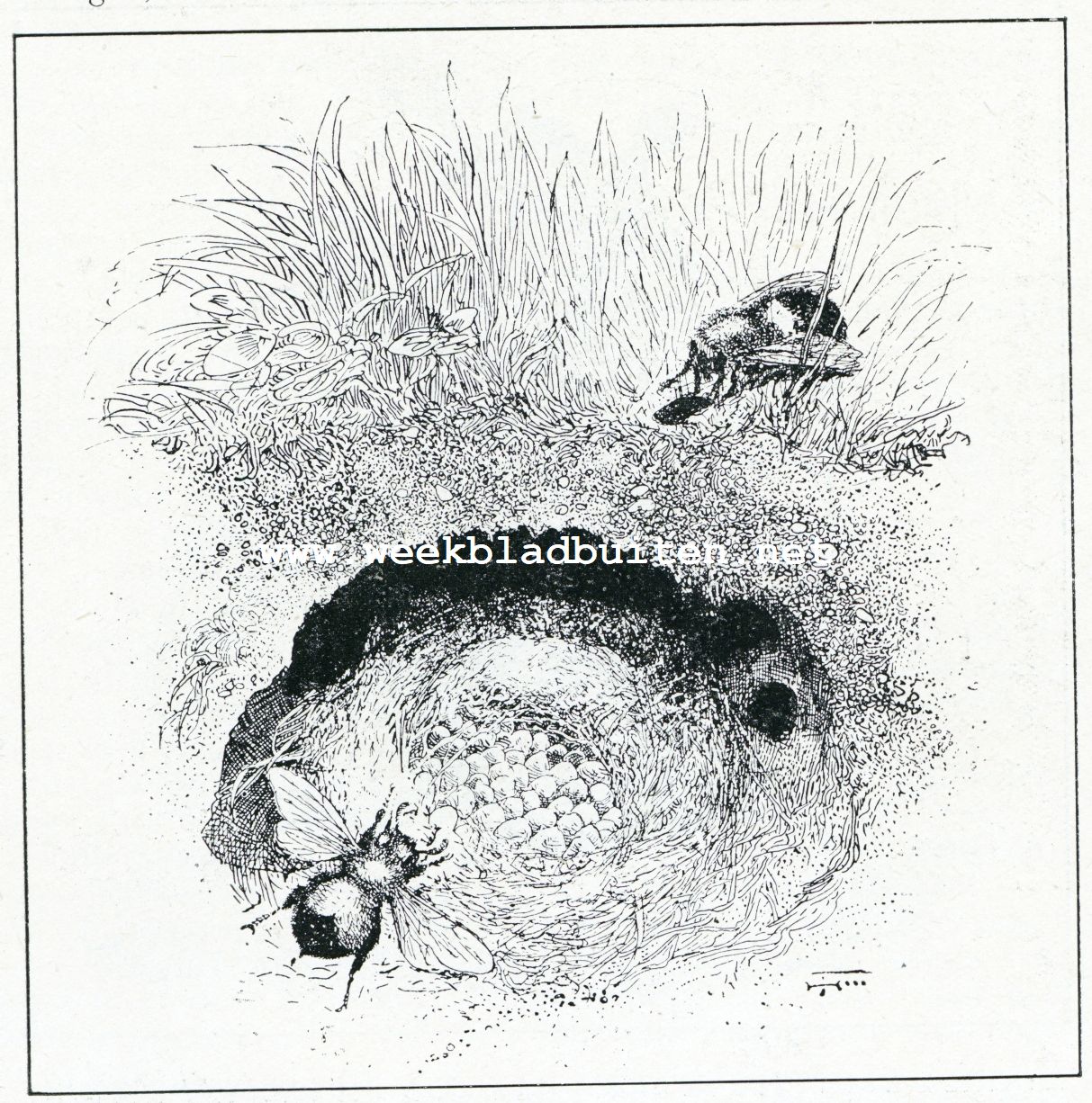 Op jacht van wilde bijen. Onderaardsch nest en cellen van de Groote Wilde Bij (Bombus Virginica)