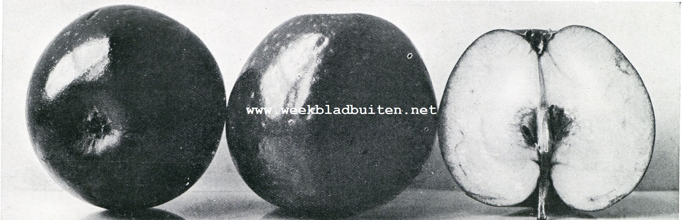 Onze appels en peren. De Sterappel