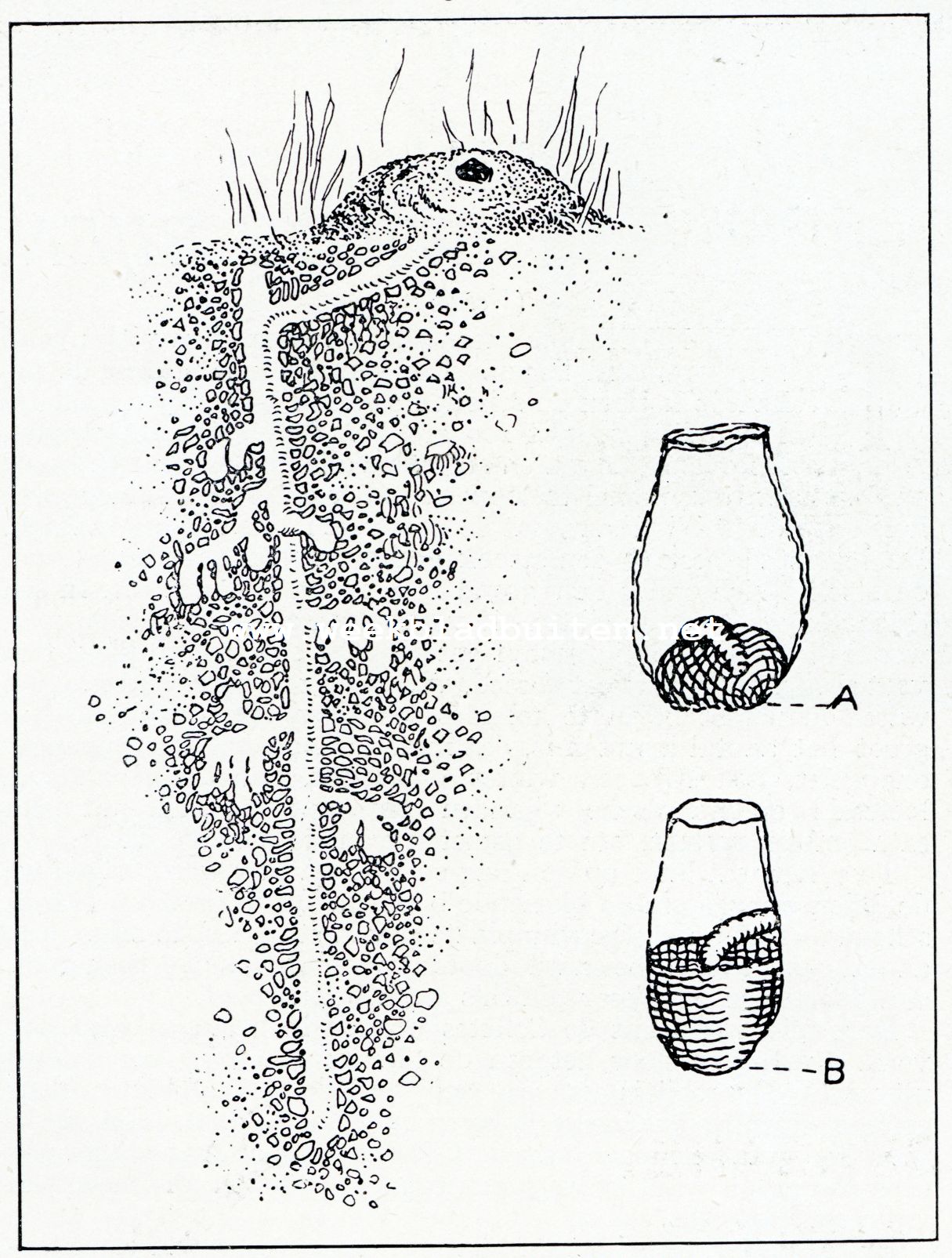 Op jacht van wilde bijen. Het hol van de Augochlora. A. Broedcel van een Augochlora met een ei op het stuifmeelbrood. B. Broedcel van Celletes met een ei op het honingdeeg, naar de natuur getekend